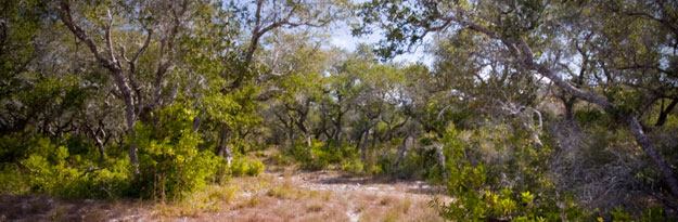 Porost tvrdé dřeviny Mesquite