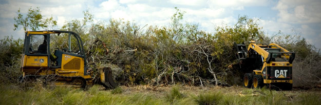 Production of Mesquite Hard Wood Chips