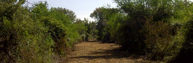 Mesquite Trees